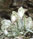 L�oltranza dei bucaneve