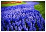 Muscari