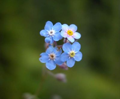 Promemoria di desideri