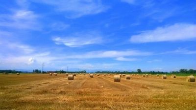 Trama d�azzurro il cielo sui covoni
