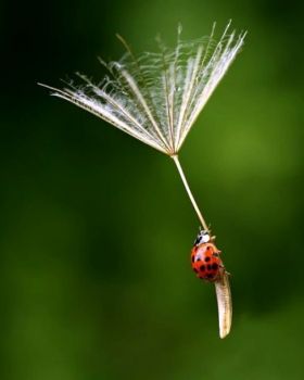 L'amore � come un fior  