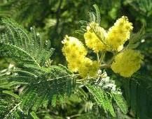 Un anticipo di primavera