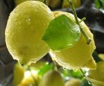 I limoni (Corrispondenze)