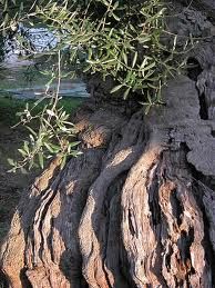 Ulivi della Magna Grecia  
