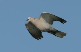 Canto di Ringraziamento  