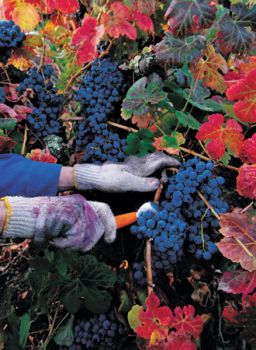 Gi� nell'aria odore di mosto  