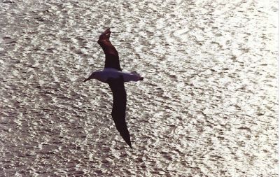 Fremiti della mente e del cuore