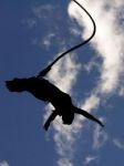 Bungee Jumping