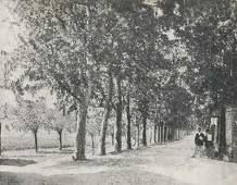 Hanno abbattuto i platani