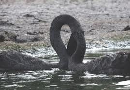 Intreccio, chiamato amore  