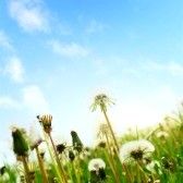 Finch� ci saranno stelle in cielo