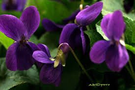 Abbagli di corteccia