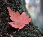 Il sorriso negli occhi