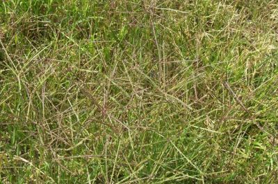 Sopra un tappeto di gramiglia � scivolato il mio vicino