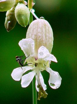 Il ca... volo della comare