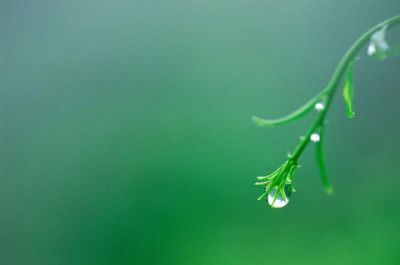 Una goccia di rugiada