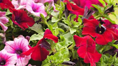 Le mie piante sono stanche di vento