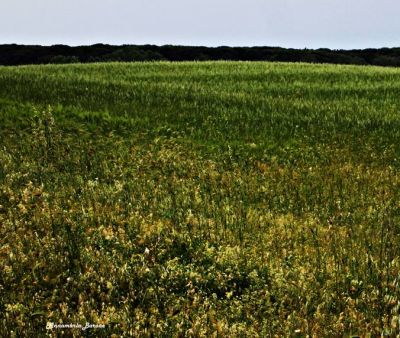 L'onda del vento tra l'erba