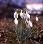 Amore sbocciato a primavera