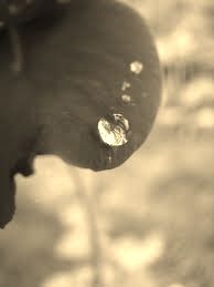 Malinconico pensiero