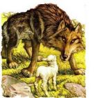 Fuyez � bride aval�e brebis  