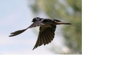 À une femme extraordinaire "ma mère"