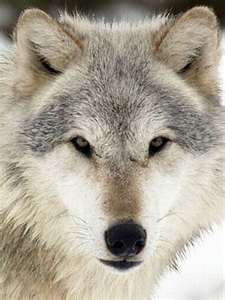 Madre... se io nacqui!