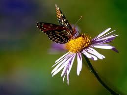 A met� strada tra il Blu e il Magenta