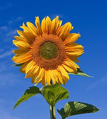Girasole
