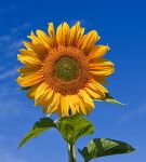 Girasole