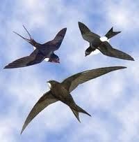 Dove muoiono le rondini