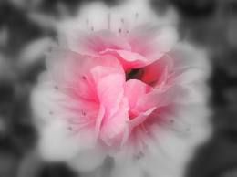 Il dolce profumo delle rose