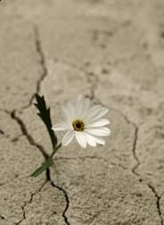 Il vortice della vita  