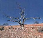 Lessenziale... nasconde il superfluo