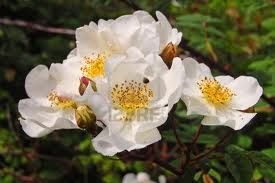 Tra i fiori... la regina