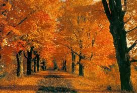 Come foglia d�autunno