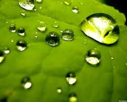 Il raccoglitore di rugiada