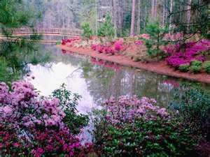 Semplicemente Primavera