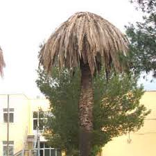 Della palma il punteruolo  