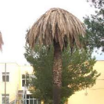 Della palma il punteruolo  