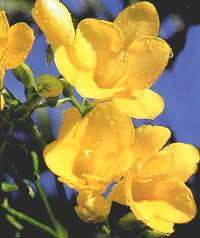 Un pugno... una carezza!