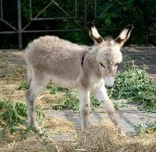 Che, ce sta solo 'n asino pe' Roma?