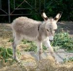 Che, ce sta solo 'n asino pe' Roma?