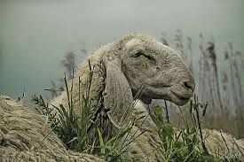 Universit� della Pastorizia