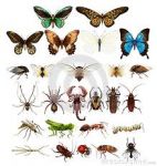 All’ombra del tiglio