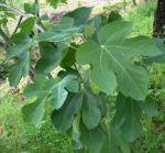 Laggi�, sotto al fico