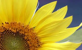 L’onore e l’amore al sole ancorati