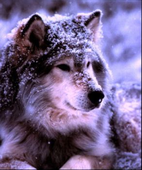 Bruto e Cesare (ovvero storie di natura, di un gregge e del suo capo)