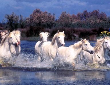 Camargue (Appunti di viaggio)