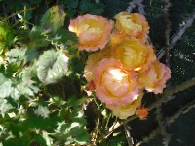 Teneramente la notte